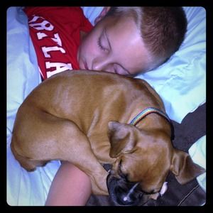 New boxer puppy