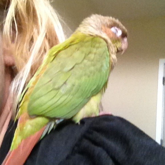 INTRODUCING.......GINGER!!!๐ฆ๐ฃ๐ฃ - Picture 3 of 3