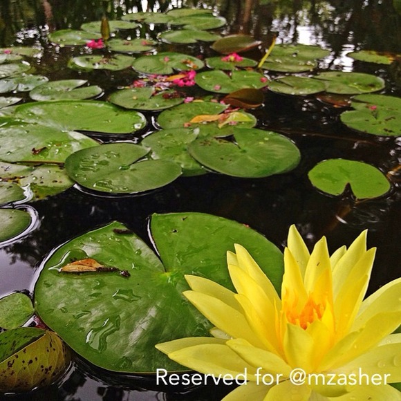 Reserved for @mzasher