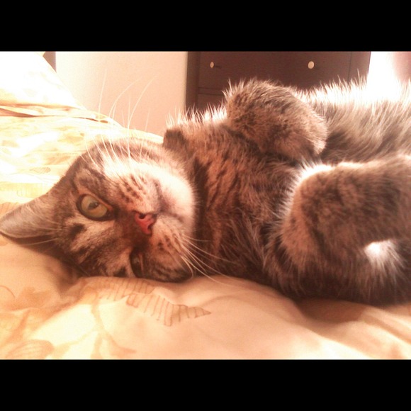 ❤❤❤Meet my sweet Tweetie Cat!! ❤❤