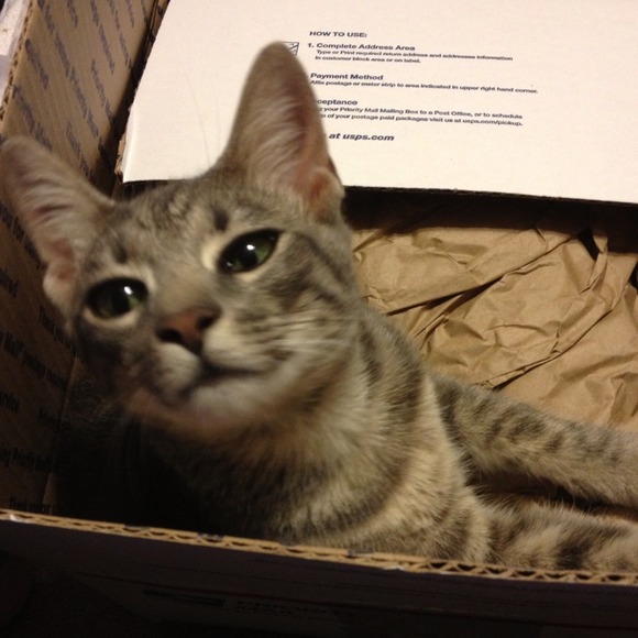 🙀🙀MY CAT LOVES GETTING BOXES😻😻