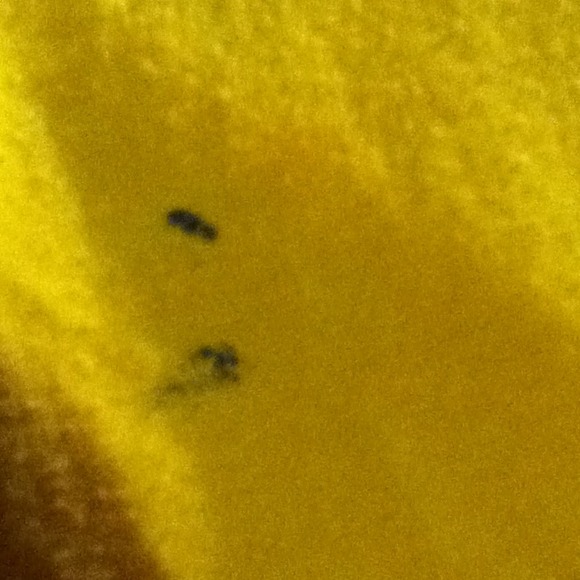 Top - Picture 2 of 2