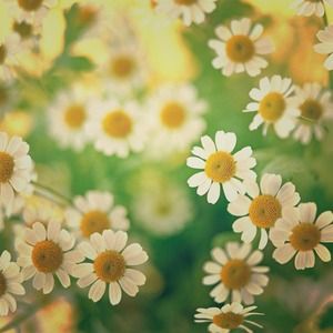 Trader/seller/buyer feedback!✨☀🌼🍃🌻🌙🌀