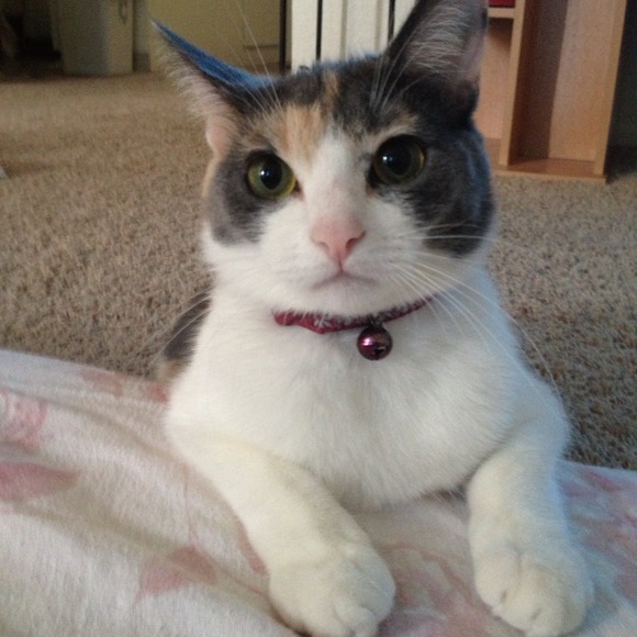 💛THANK U FOR YOUR LIKES & SHARES💖 - Picture 2 of 4