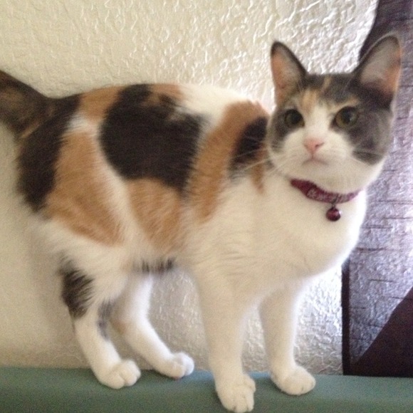 💛THANK U FOR YOUR LIKES & SHARES💖 - Picture 3 of 4