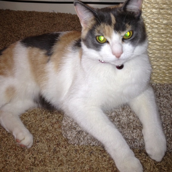 💛THANK U FOR YOUR LIKES & SHARES💖 - Picture 4 of 4