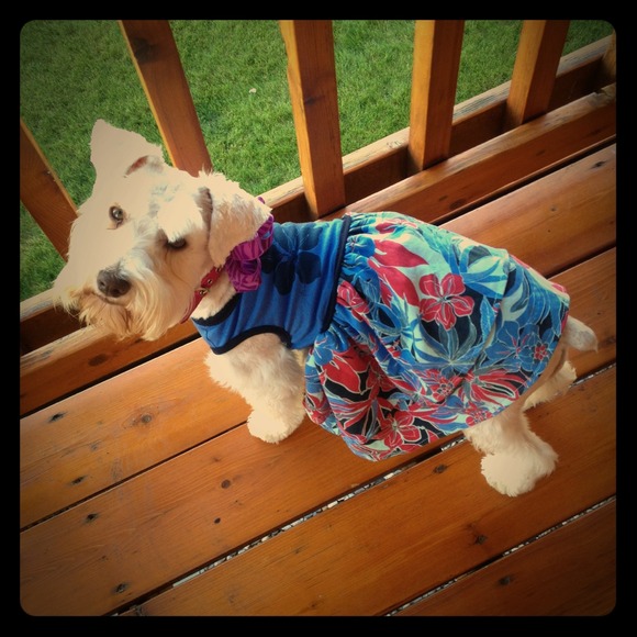 Not for sale! Just sharing my mini schnauzer