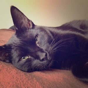 Meet My Furry Advisor