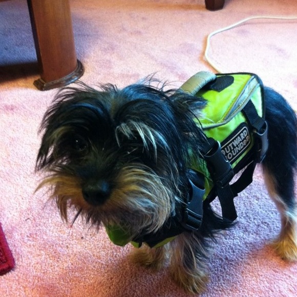 Doggie life jacket