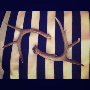 Authentic Deer Antlers