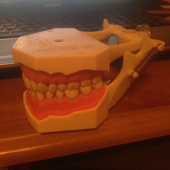 Dental model