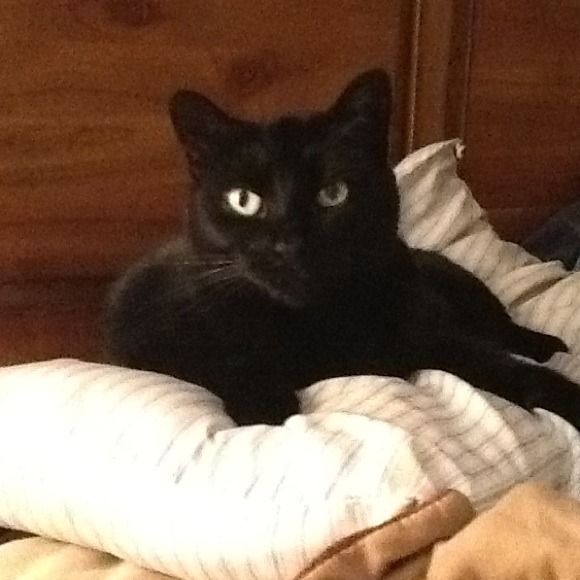 Bjj - Picture 1 of 1