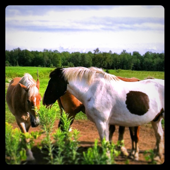 Beauty is found on the Road  🐎☺New Friends