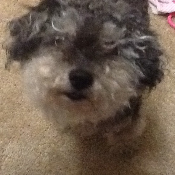 Miniature Poodle-lulu - Picture 1 of 3