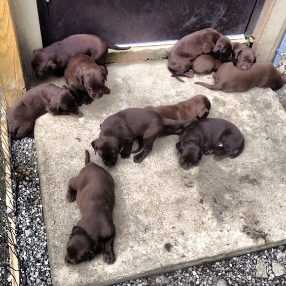 puppies puppies everywhere!!