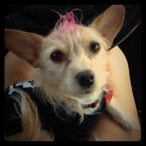 NOT FOR SALE!!! 🐶Momma's Little Helper🐶