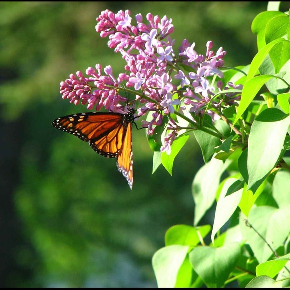 🌺BRING ON SPRING SALE🌸SEE BELOW 4 DETAILS🌻 - Picture 2 of 4