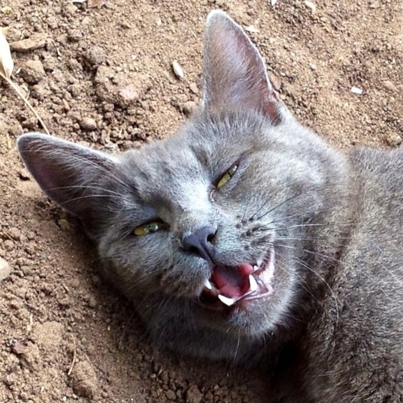 Not For Sale - Picture 4 of 4