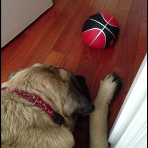 Morticia needs a new ball SALE