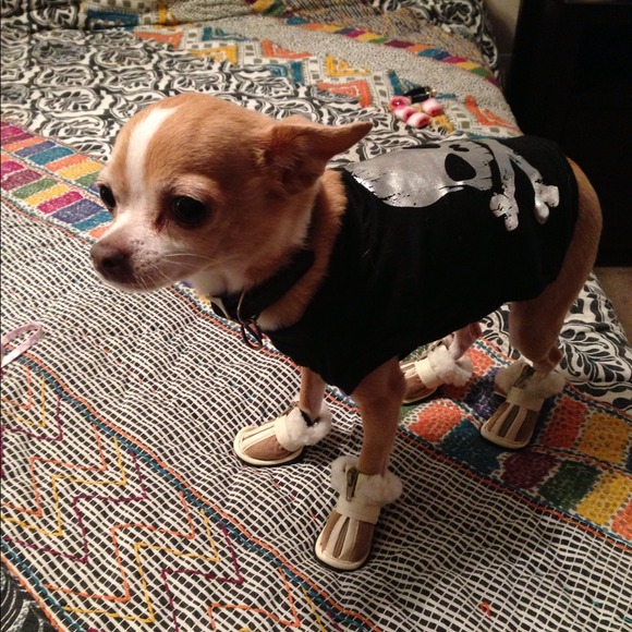 Doggie sneakers!  Small.