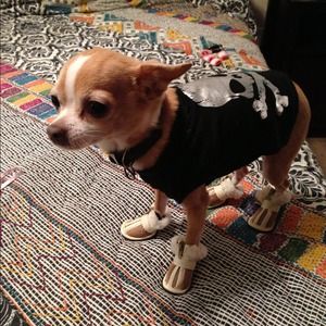 Doggie sneakers!  Small.