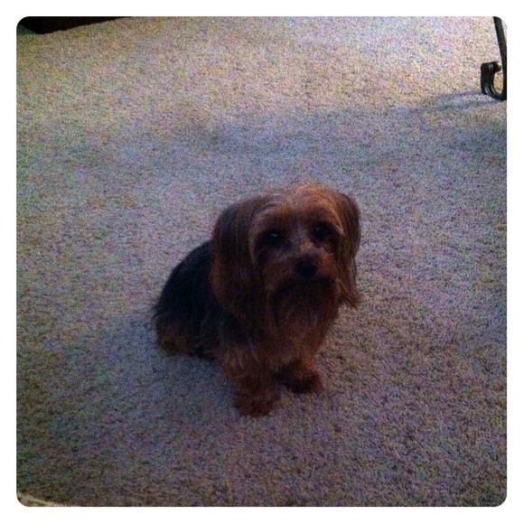My little brother 🐶🐶🐶🐶