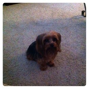 My little brother 🐶🐶🐶🐶