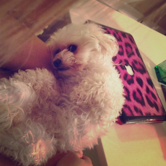 Leopard bra & sequin bra shirt for liZzie!