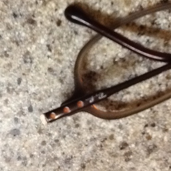 Small sized Ray Ban frames. No lenses. Retro!! - Picture 4 of 4