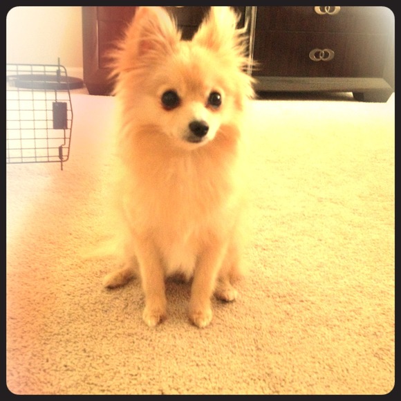 Everyone meet zsa zsa! My assistant😊