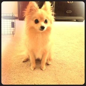 Everyone meet zsa zsa! My assistant😊