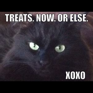 My fluffy black kitty son Walt Bear