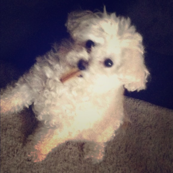Lola! My sweet BFF She's Definitely not for sale.
