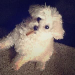 Lola! My sweet BFF She's Definitely not for sale.