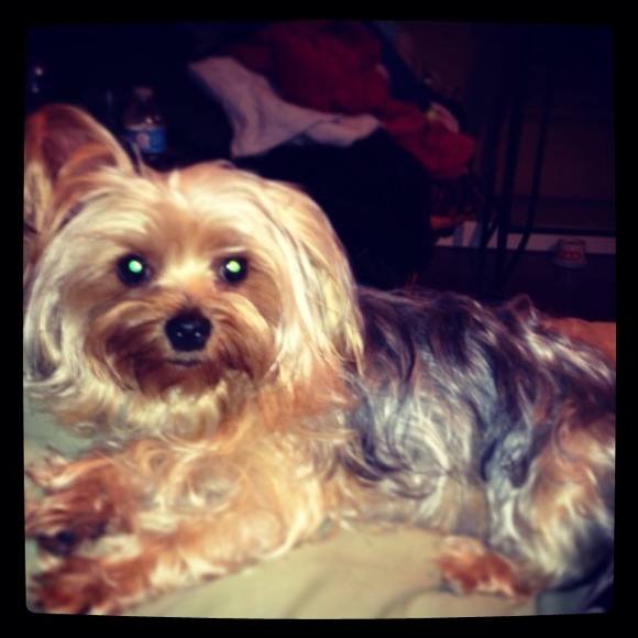 My boss Sophie NOT FOR SALE 🐾🐾