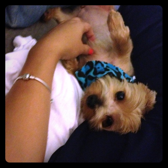 I have the cutest dog In the world :))))