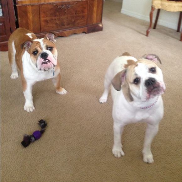 My bully babies❤not for sale - Picture 3 of 4