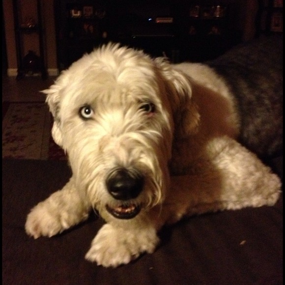 ❤❤❤Meet my Doggies❤️❤️❤️