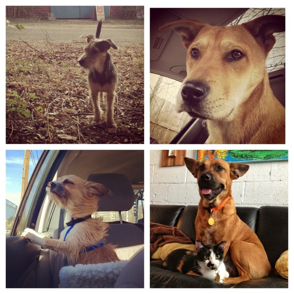 Shopping helps the animals of Jackson, MS! - Picture 2 of 4