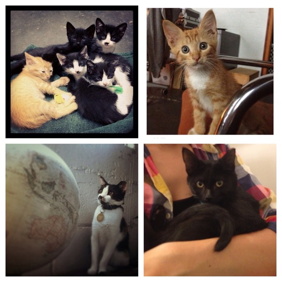 Shopping helps the animals of Jackson, MS! - Picture 3 of 4