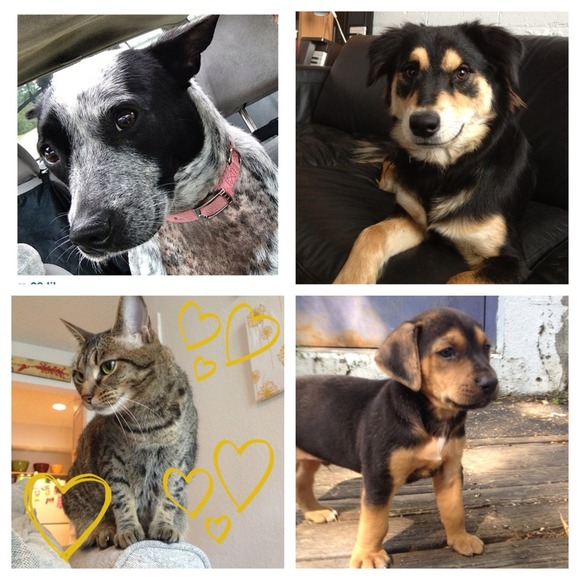 Shopping helps the animals of Jackson, MS! - Picture 4 of 4