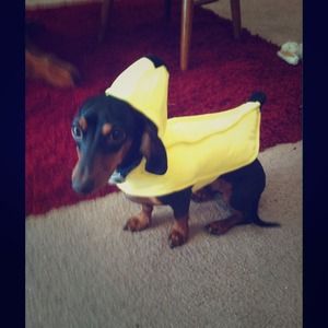 Buy from me so porkchop can have a new costume!