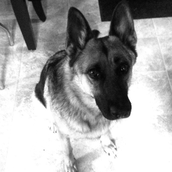 EVERY THING MUST GO! (Except the dog, she stays)