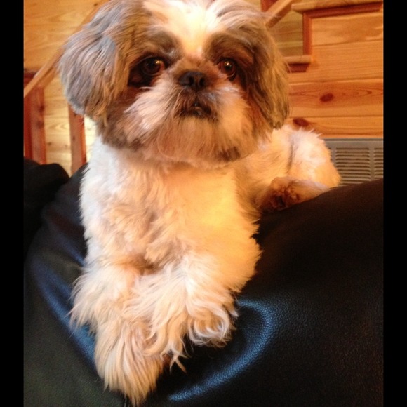 Shih Tzu Other - Stop by my Mama's closet! 👠👗🐶🐶