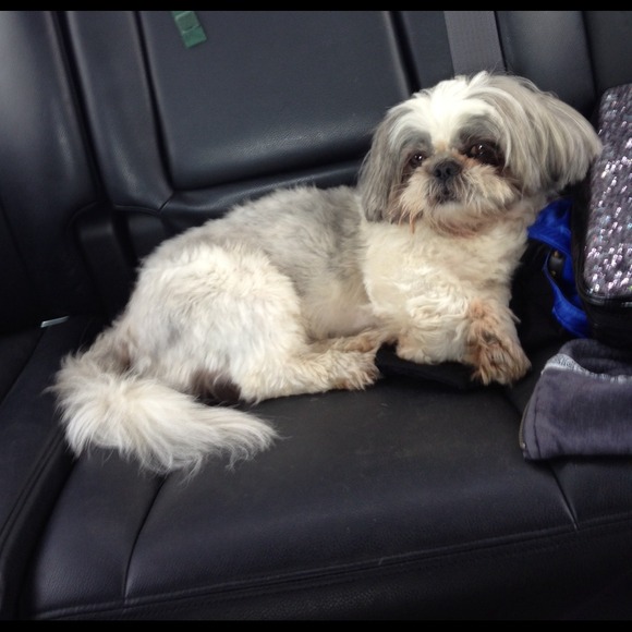 Stop by my Mama's closet! 👠👗🐶🐶 - Picture 2 of 3