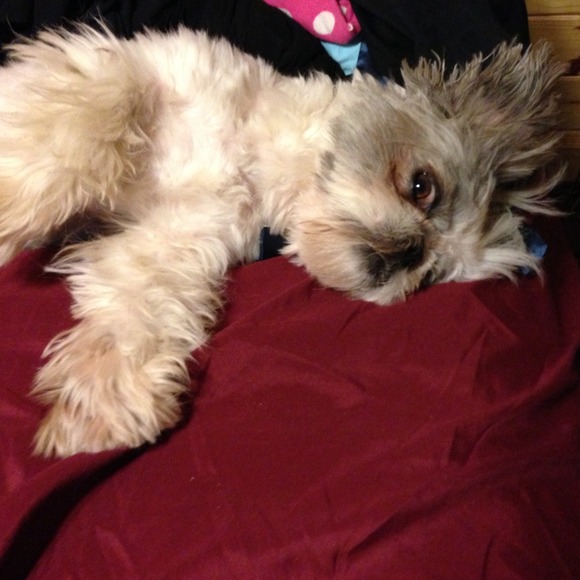 Stop by my Mama's closet! 👠👗🐶🐶 - Picture 3 of 3