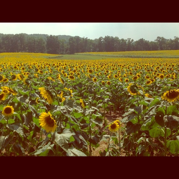 ☀Bundle and save! $2.99 shipping! Make me an offer - Picture 1 of 1