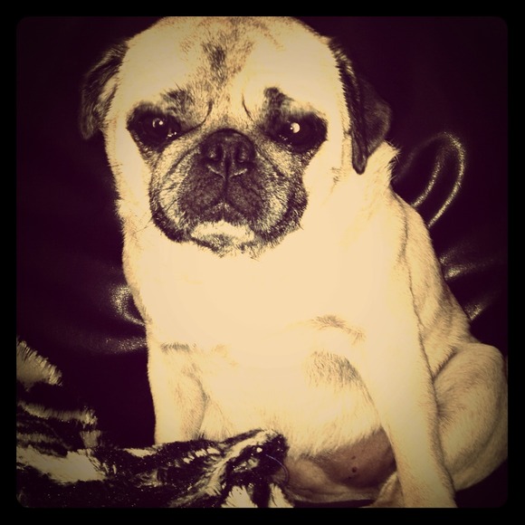 Meet Coco! My beautiful angel!