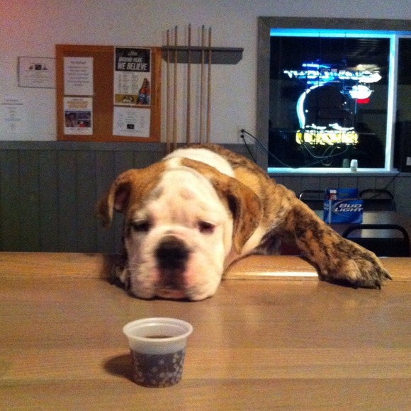 Dunkin's first trip to the bar!!!