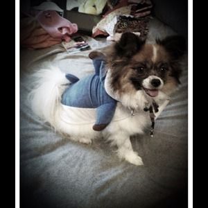 PUPPY DOG SHARK HALLOWEEN COSTUME!